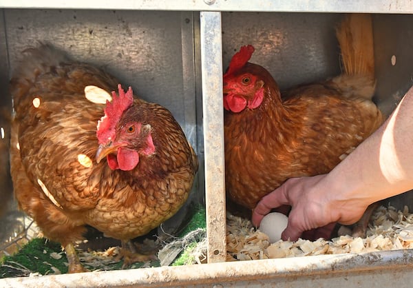Grateful Pastures in Mansfield is an organic pasture-raised poultry grower in Georgia. (Chris Hunt for the AJC 2021)