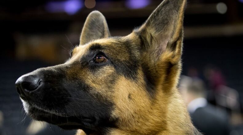 File photo. (Photo by Drew Angerer/Getty Images)