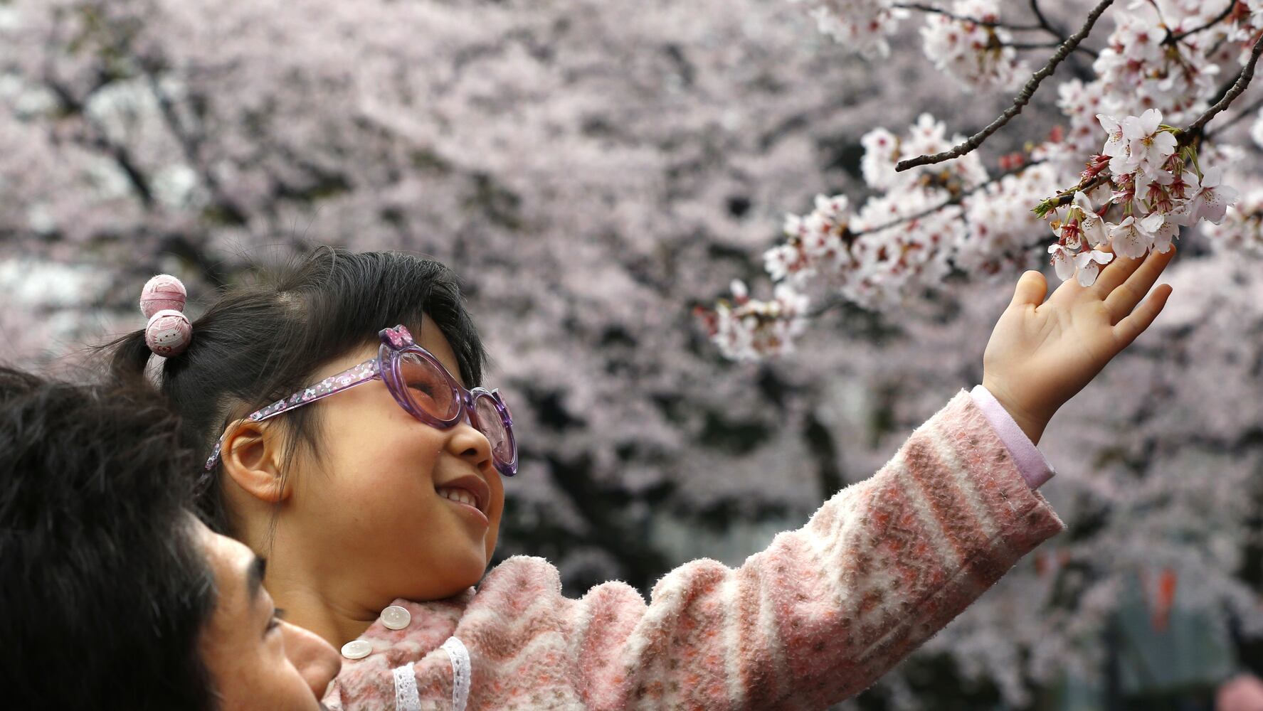 The ephemeral beauty of Japan’s cherry blossoms