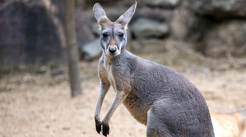 A kangaroo is pictured at the Hangzhou Zoo in Hangzhou, Zhejiang Province of China.
