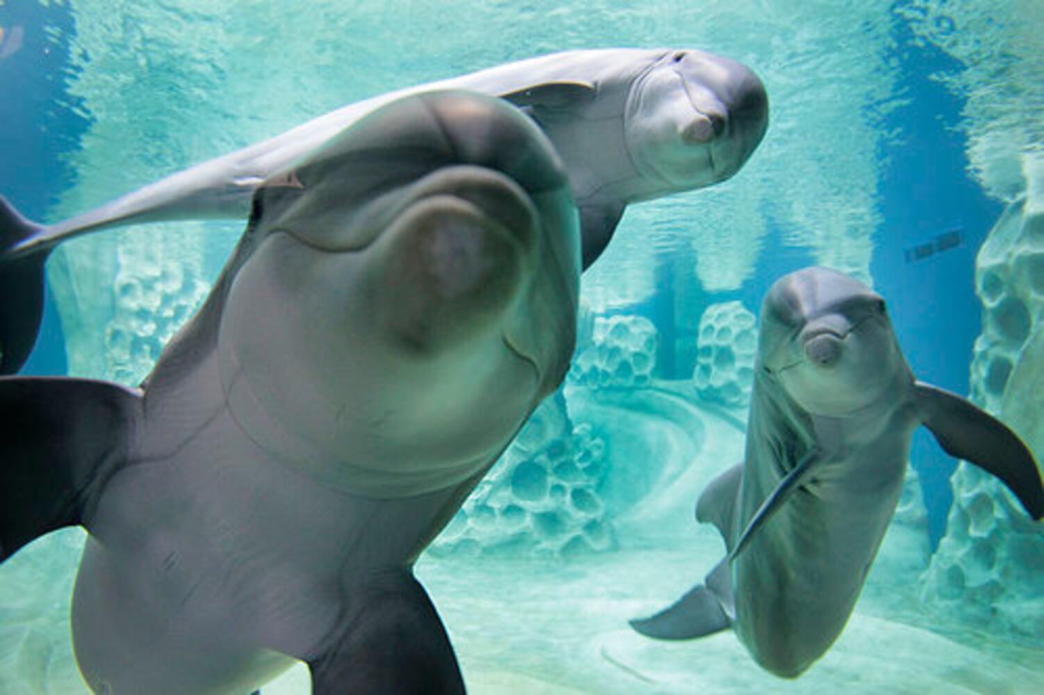 Dolphin exhibit at Georgia Aquarium opens in April