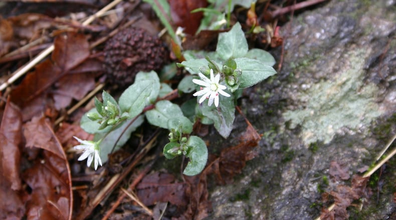 (Bahiagrass) (Chickweed) (Coffeeweed) is easy to identify from pictures. WALTER REEVES