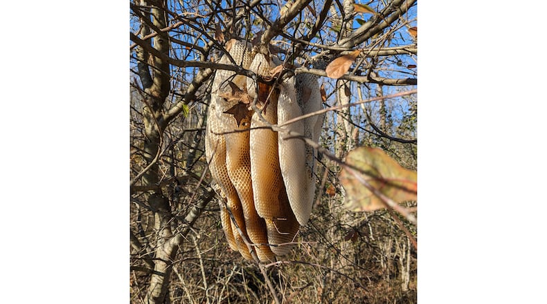 Seeing an exposed honeybee nest is an unusual sight. Wait for a killing frost to collect it: after the insects die but before predators find it. (Courtesy of Tim Thompson)
