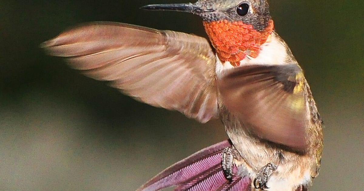 Wild Georgia: Fourth of July marks the turning point of the natural year