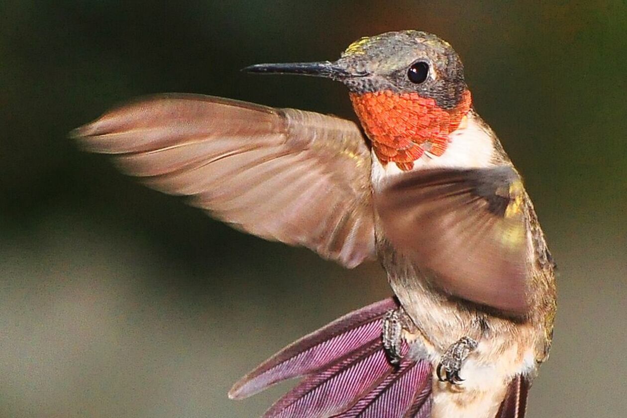 As a rule of thumb, male ruby throated hummingbirds and juveniles begin returning to backyard feeders to gain energy for fall migration around July Fourth. Females and other juveniles will follow later. (Photo: just to keep my hand in/Cteative Commons Attribution 2.0 Generic?