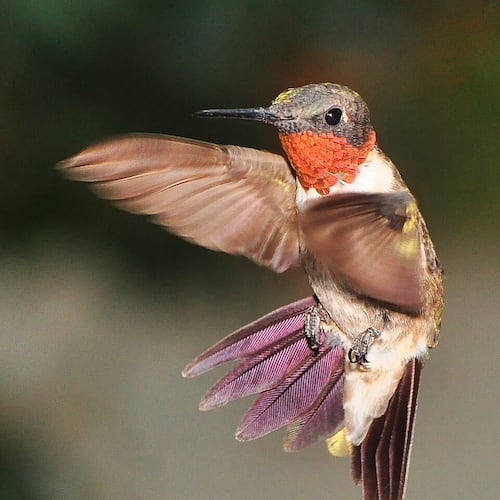As a rule of thumb, male ruby throated hummingbirds and juveniles begin returning to backyard feeders to gain energy for fall migration around July Fourth. Females and other juveniles will follow later. (Photo: just to keep my hand in/Cteative Commons Attribution 2.0 Generic?