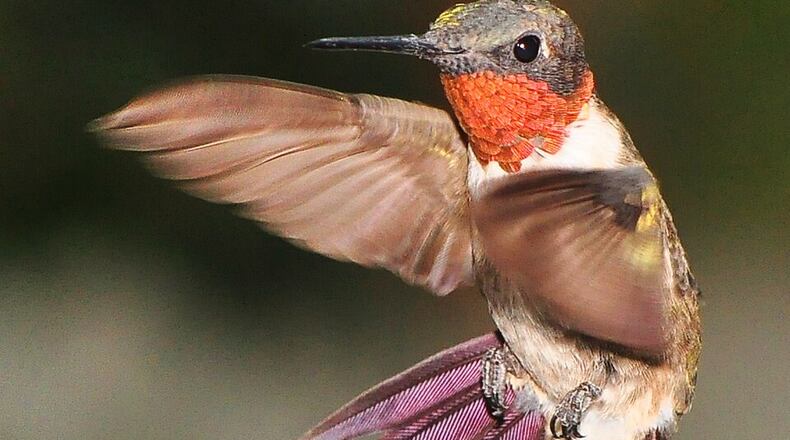 As a rule of thumb, male ruby throated hummingbirds and juveniles begin returning to backyard feeders to gain energy for fall migration around July Fourth. Females and other juveniles will follow later. (Photo: just to keep my hand in/Cteative Commons Attribution 2.0 Generic?