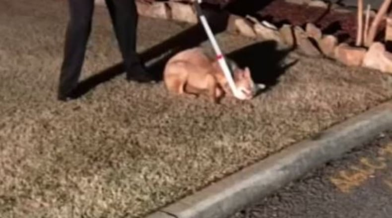 Bill Goff was jogging down Lake Charles Drive in Roswell when a coyote bit his leg.