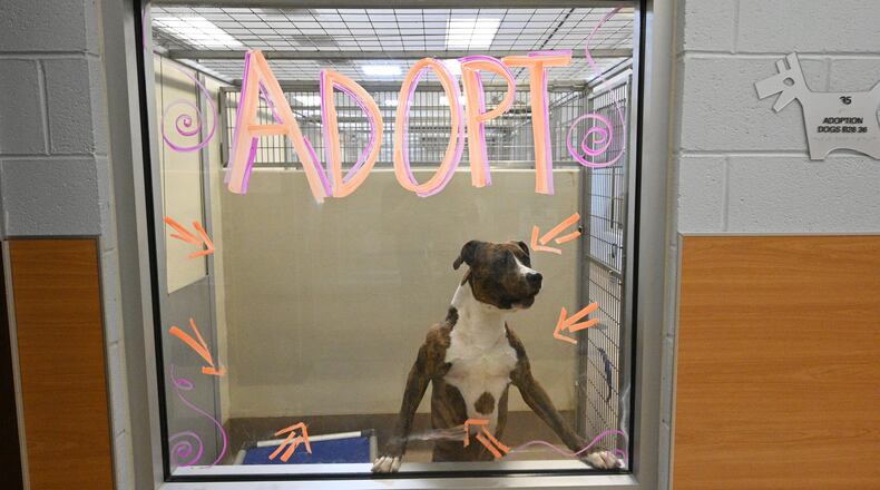 A dog looks out of a window as “Adopt” sign is shown at the Dekalb County Animal Services, Thursday, October 5, 2023, in Chamblee. The DeKalb shelter is run by a nonprofit contractor, Lifeline. But lately, severe overcrowding has led to higher euthanasia rates and urgent pleas for people to adopt or foster to get dogs out of the shelter. (Hyosub Shin / Hyosub.Shin@ajc.com)