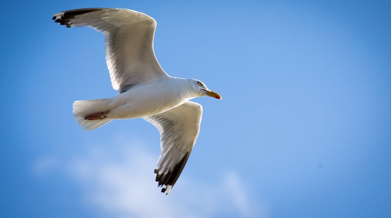 (Photo by Matt Cardy/Getty Images)