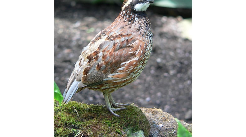 The bobwhite quail (male shown here) was once one of Georgia's most common, widespread birds. But because of development and other factors, Georgia's bobwhite quail population has declined by more than 85% since the late 1960s. (Courtesy of BS Thurner Hof/Creative Commons)