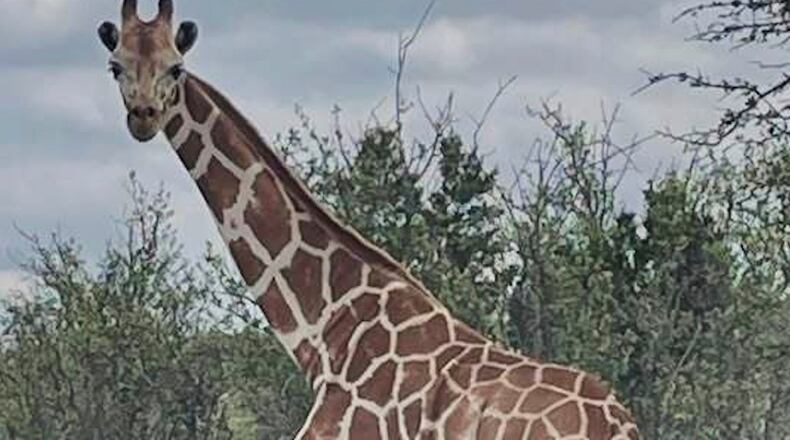 This undated image provided by Vic Jones shows Gracie, a giraffe whose owner says went missing in Texas, in Uvalde County, Texas. (Vic Jones via AP)
