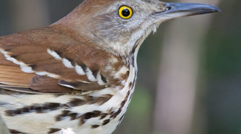 The brown thrasher, whose vocal repertoire may rival that of the mockingbird, is Georgia’s official state bird. However, changing conditions predicted under climate change may ultimately force the bird to leave Georgia. DAN PANCAMO/CREATIVE COMMONS