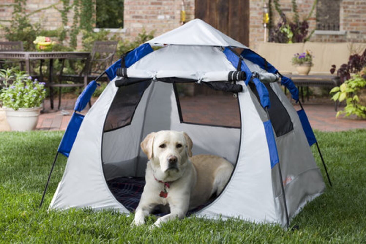 Stylish gear for dogs and cats