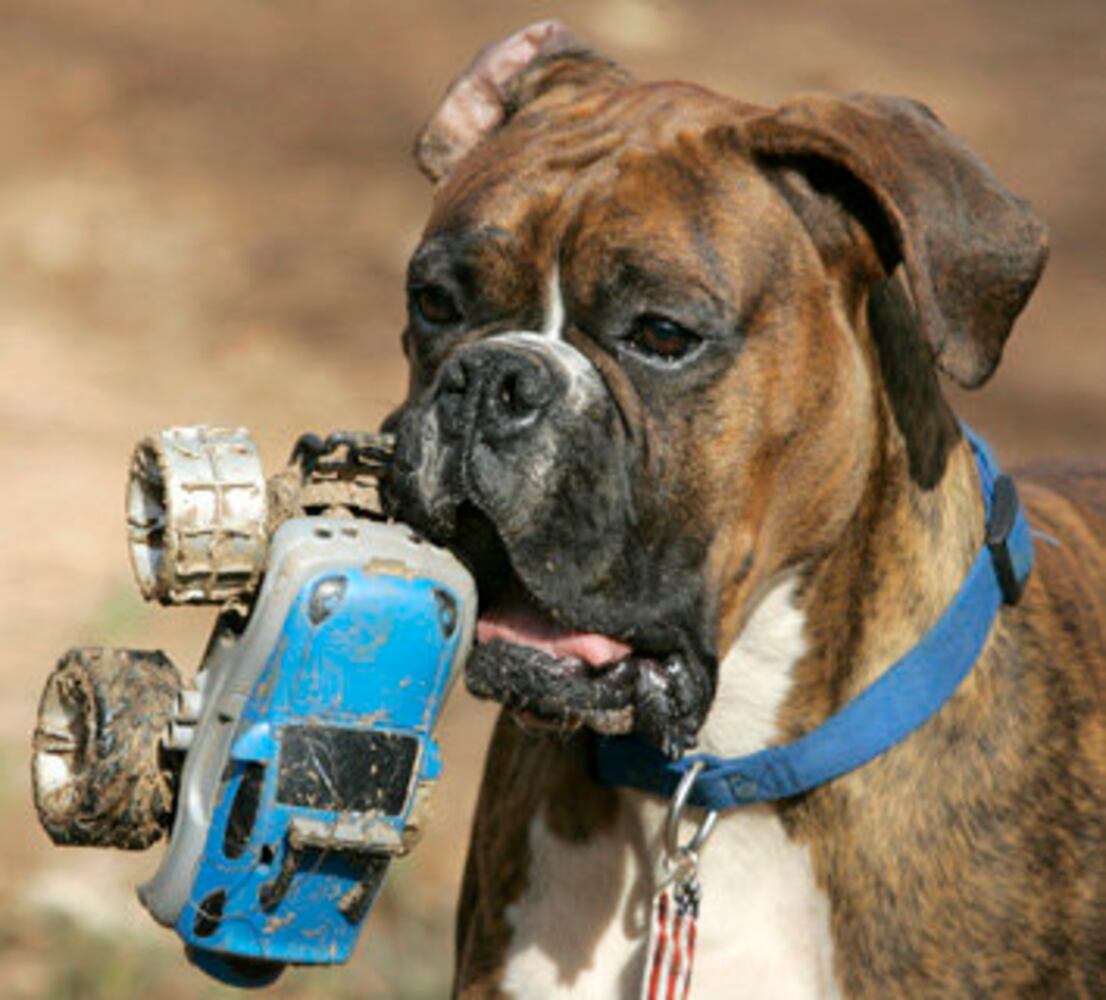 Atlanta's Top Dogs: 5. Boxers