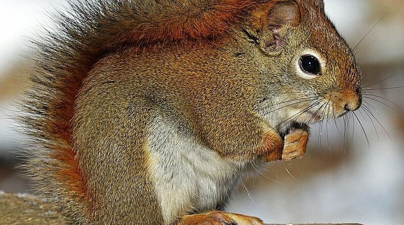 The family says a squirrel caused thousands of dollars in damage and built a nest in their couch.