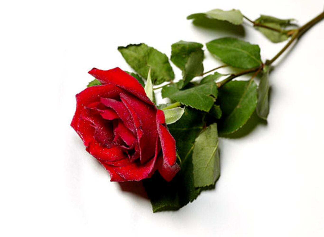 Confused by rose colors? Here's what they mean