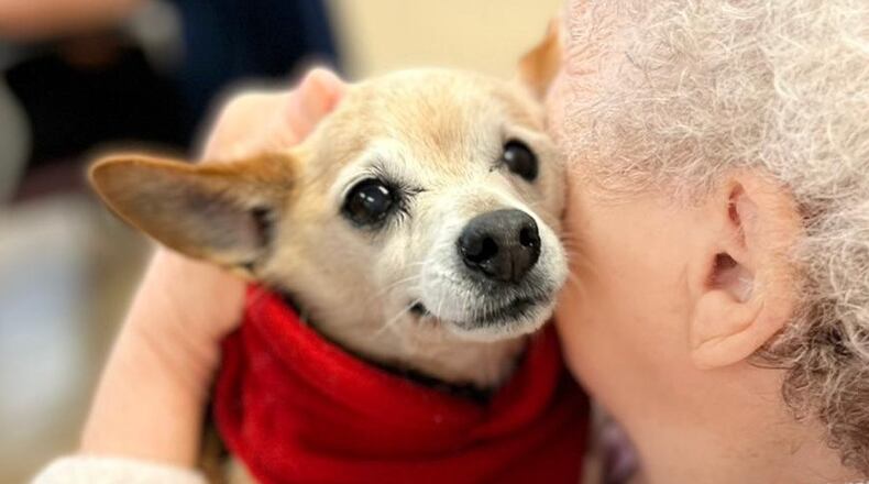 Chihuahua mix Adele is working as a therapy dog at Winder Adult Day Health, where senior dogs from Frankie and Andy's Place have visited every week for seven years. (Courtesy of Penny Miller)