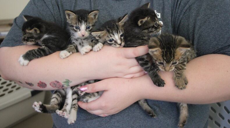 Photo: Courtesy of the Atlanta Humane Society