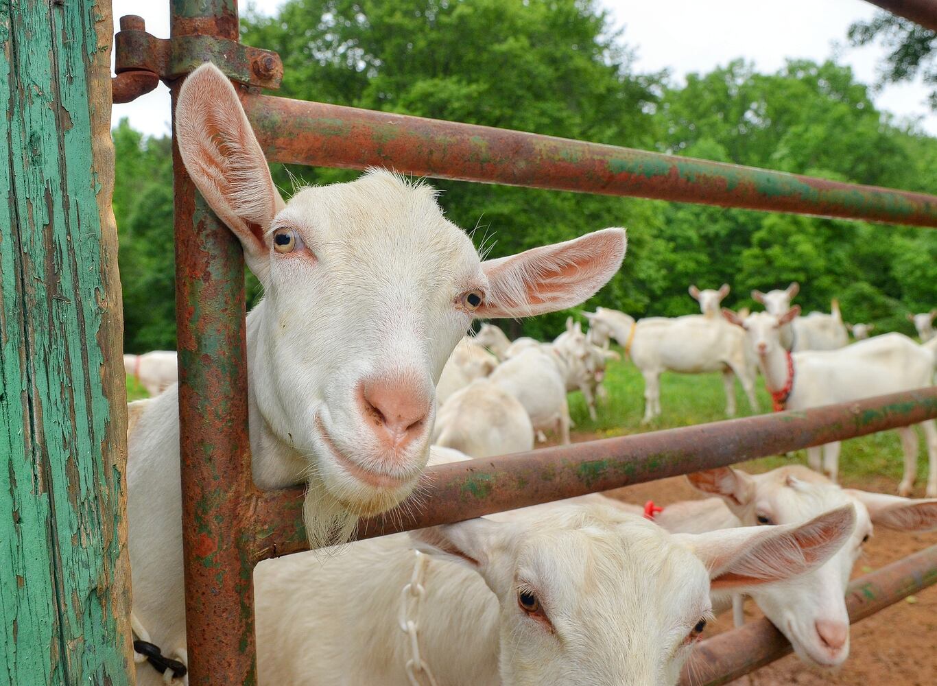 Making goat cheese at Decimal Place Farm