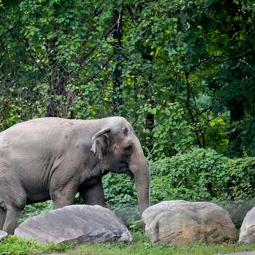 FILE - Bronx Zoo elephant "Happy" strolls inside the zoo's Asia Habitat in New York, Oct. 2, 2018. (AP Photo/Bebeto Matthews, File)