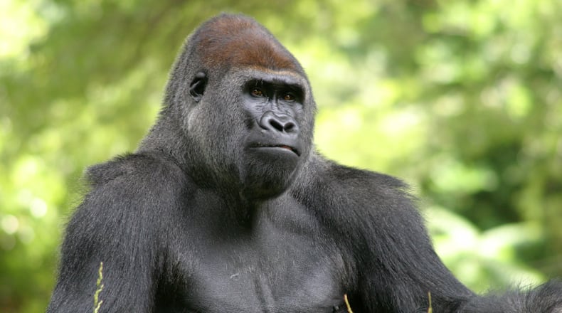 This is a western lowland gorilla housed at Zoo Atlanta.