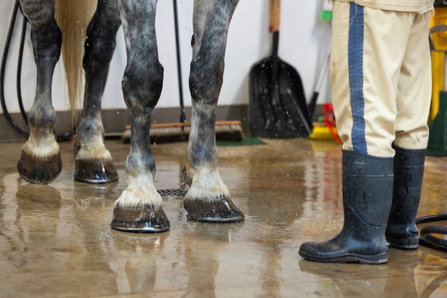 aajc 110625 anx cobb so equine