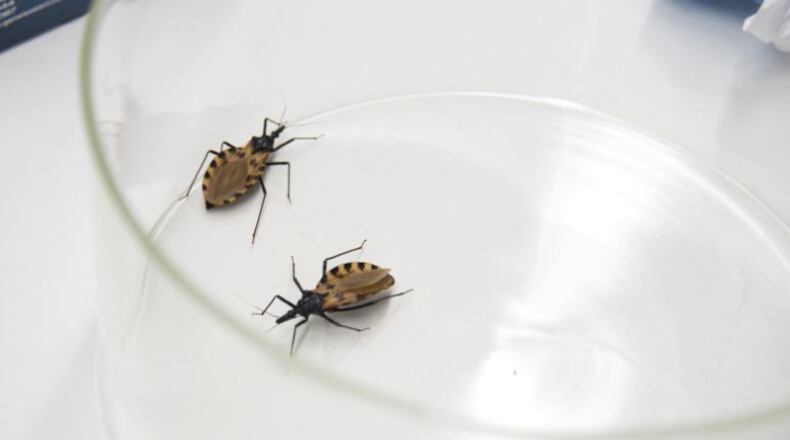 Triatomine bugs, known as "kissing bugs"