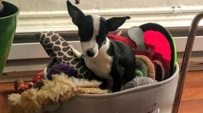 Rocky was found in a trash bin dehydrated and with a broken leg that required amputation. He is now recovering and expected to be adopted by one of his rescuers. (Photo: San Francisco Animal Care and Control)