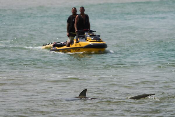 A shark swims in Mediterranean Sea as Israeli police are looking the area for a swimmer who they fear was attacked by a shark on Monday, near the Israeli city of Hadera, Tuesday, April 22, 2025. (AP Photo/Ariel Schalit)
