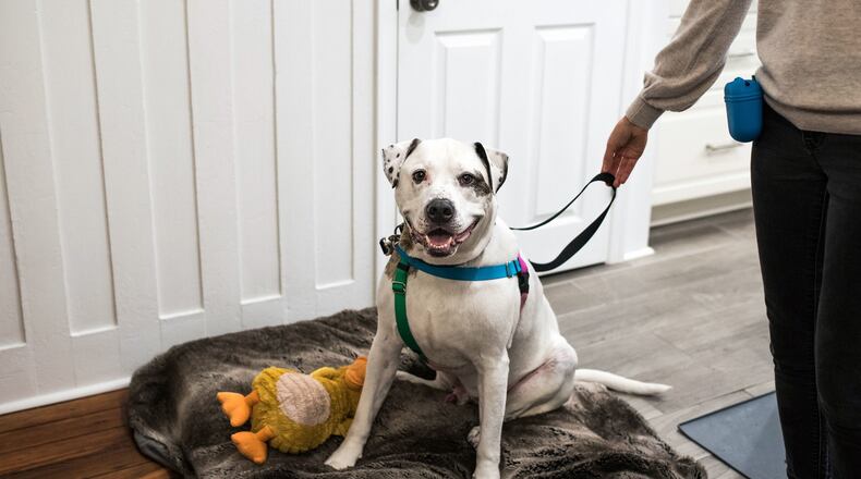 Bentley, the PSCPA’s longest current resident, finally has a new place to call home, thanks to a loving couple in Graduate Hospital. (Grace Dickinson/The Philadelphia Inquirer/TNS)