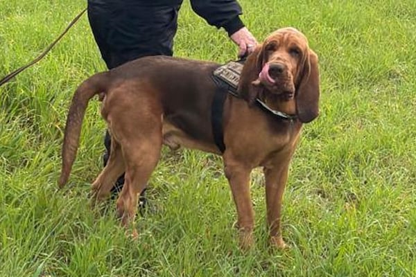 This photo taken Jan. 11, 2025 in Taranto, southern Italy, and made available Tuesday, July 8, 2025, shows Bruno, a 7-year-old bloodhound who was found dead Friday, July 4, in his shed in Taranto after he was fed bits of dog food laced with nails, his trainer Arcangelo Caressa said. (AP Photo/Claudia Aloisio)
