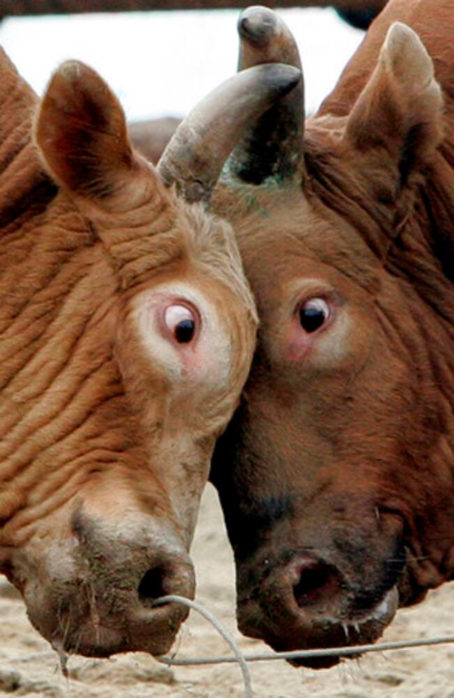 April 14, 2008: Today in Pictures