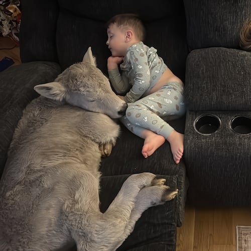 In this photo provided by Macey Sorrell, 3-year-old Gregory Sorrell cuddles with a calf his family brought indoors during extreme cold temperatures in Mount Sterling, Ky., on Saturday, Jan. 24, 2026. At right is his sister, Charlee Sorrell, 2. (Courtesy Macey Sorrell via AP)