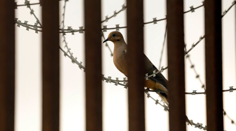Georgia game wardens confiscated 157 doves from an illegal hunt in the southeast part of the state, state wildlife officials said. (Carolyn Cole/Los Angeles Times/TNS)