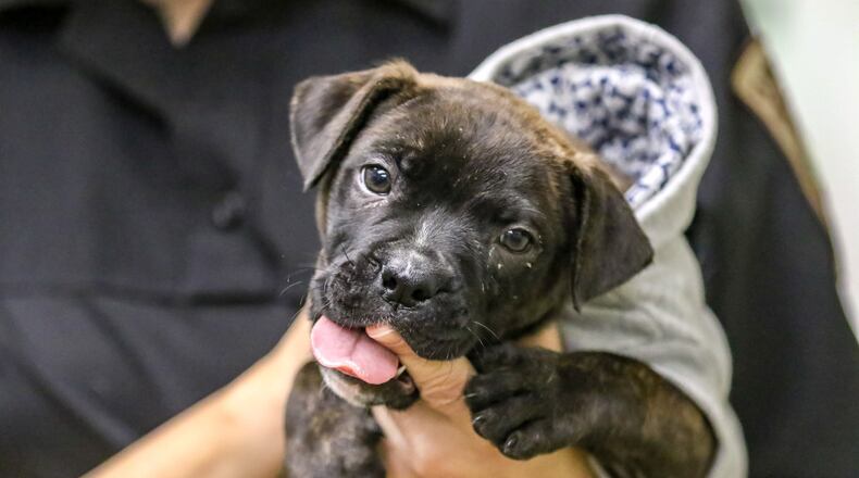 Cobb is considering banning the sale of dogs and cats. Animal welfare advocates urge people to adopt from shelters, instead. Here, Clark County Dog Warden Sandi Click holds a puppy brought into the shelter earlier this year.