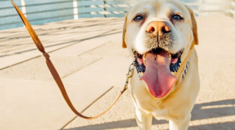 No more single-point tethering or choke/pinch collars would be allowed for dogs in Cobb County if a code change is approved by the county commissioners on March 28. AJC file photo