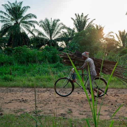 FILE - A man carries wood on his bicycle as he rides past a cemetery in Beni, Congo, Tuesday, July 16, 2019. (AP Photo/Jerome Delay, file)