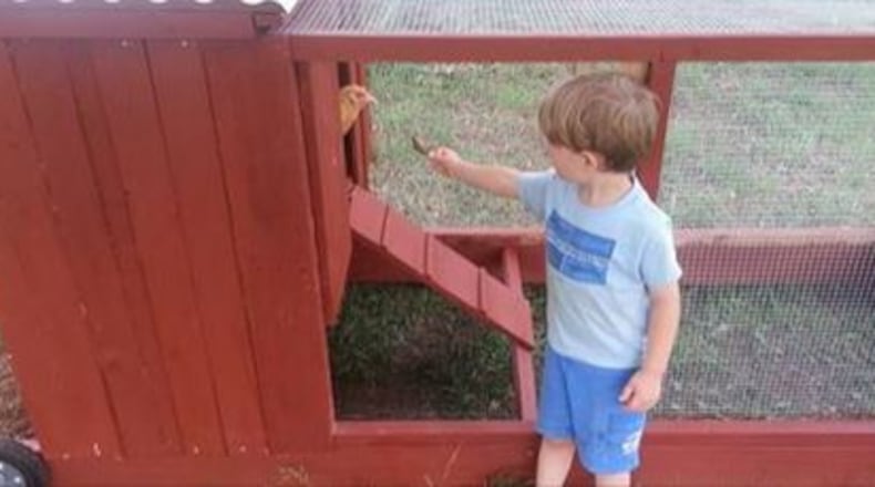 A boy examines a chicken and a movable chicken coop. (CREDIT: Elder Tree Farm)