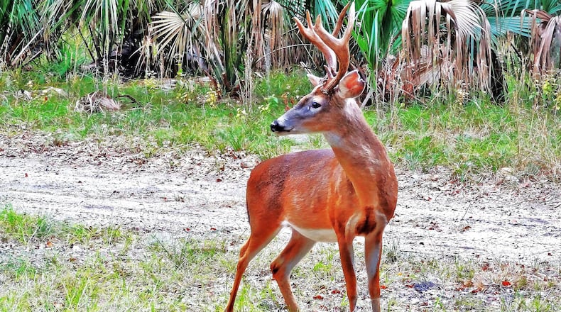 A white-tailed buck with antlers on St. Catherines Island, Ga. AJC Photo/Charles Seabrook