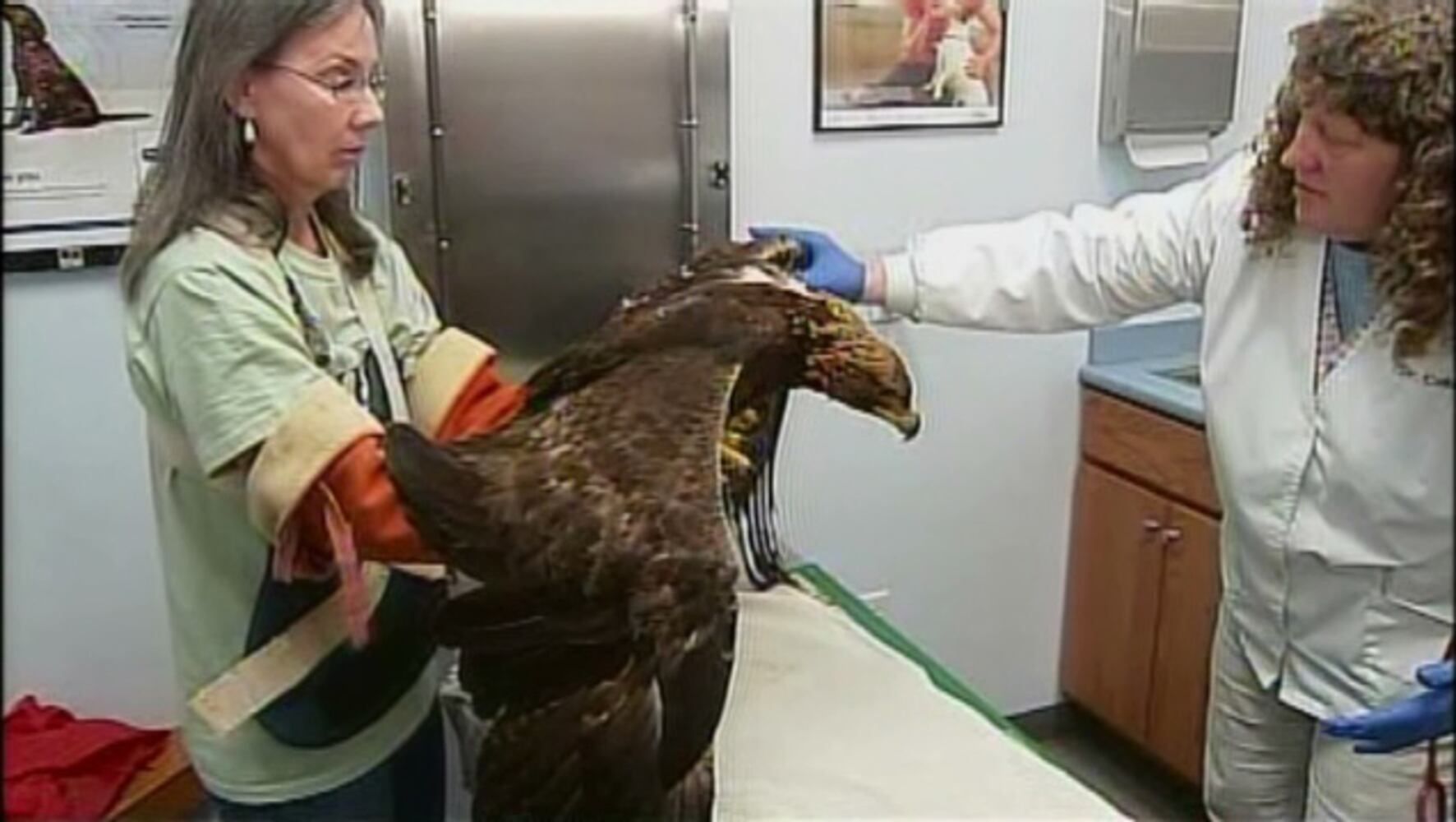 Rescued Golden Eagle