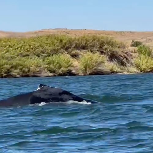 This image taken from video shows a humpback whale swimming in the Sacramento River on Sept. 16, 2026, near Rio Vista, Calif. (Denny Glover via AP)