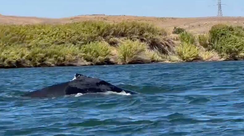 This image taken from video shows a humpback whale swimming in the Sacramento River on Sept. 16, 2026, near Rio Vista, Calif. (Denny Glover via AP)