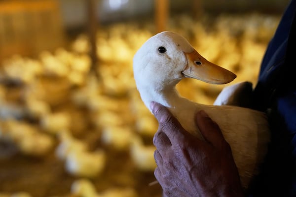 Doug Corwin, president of Crescent Duck, picks up one of his ducks at the Crescent Duck Farm in Aquebogue, N.Y., Thursday, May 22, 2025. (AP Photo/Seth Wenig)