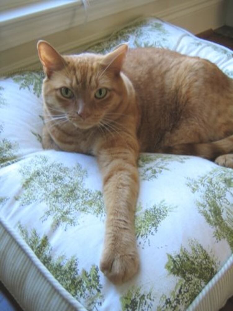 Cats Rule: Atlanta's Pampered Felines