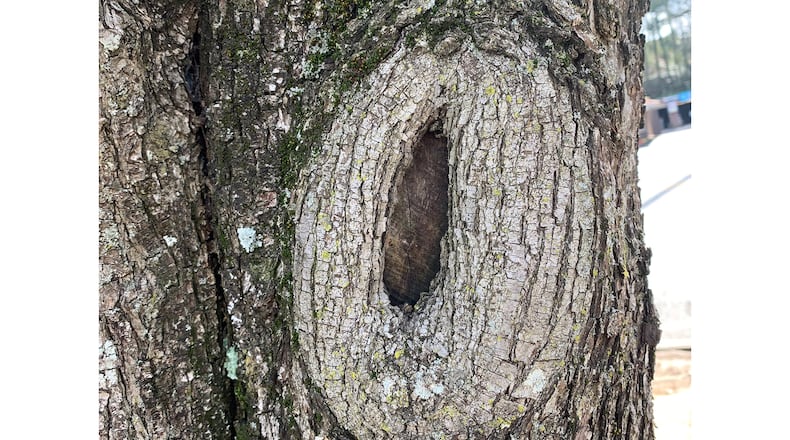 A limb was removed several years ago. Although there is a bit of rot in the wound, the tree is callusing over it nicely. Tree wound dressings and hole fillers only retard the process of healing. (Walter Reeves for The Atlanta Journal-Constitution)
