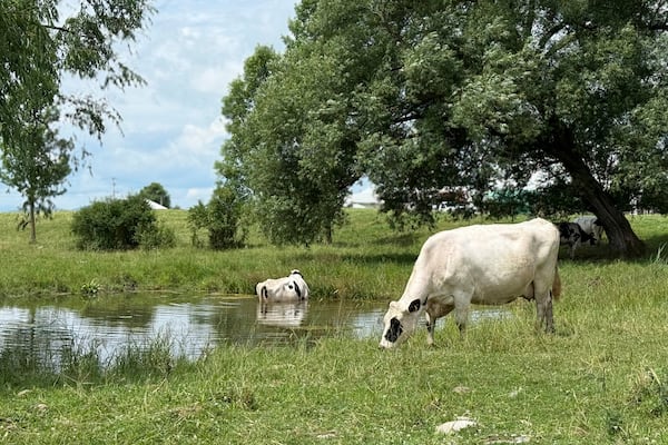 Cows graze on a dairy farm in Salisbury, Vt., on Tuesday, July 1, 2025. (AP Photo/Amanda Swinhart)