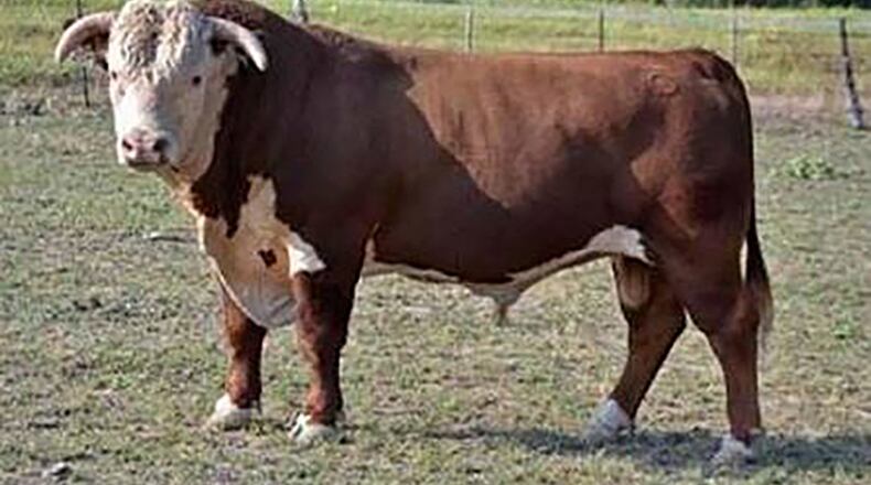 A bull similar to this one was allegedly stolen between June 22-29 in Walton County, the Sheriff's Office said.