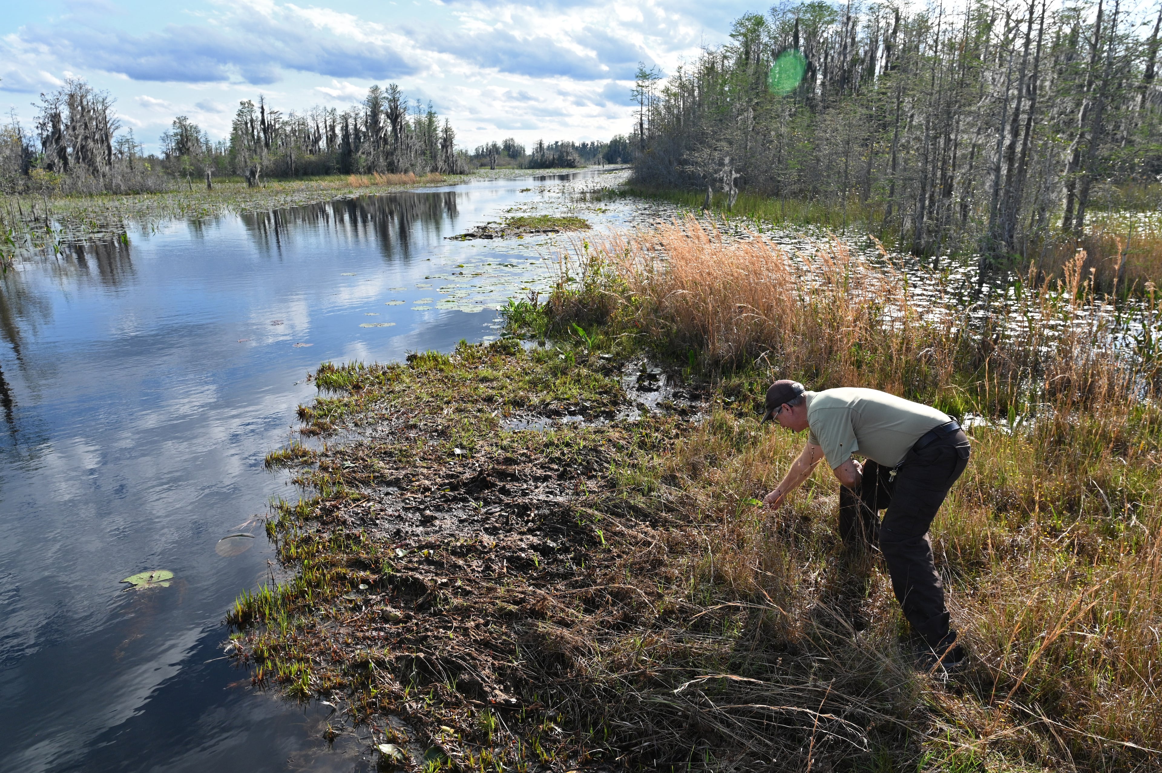 Michael Lusk, the U.S. Fish and Wildlife Service's refuge manager for the Okefenokee National Wildlife Refuge, steps on a floating peat mat in the Okefenokee Swamp, 2024. (Hyosub Shin/AJC)