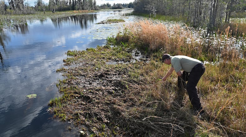 Michael Lusk, U.S. Fish and Wildlife Service's refuge manager for the Okefenokee National Wildlife Refuge, steps on a floating peat mat in the Okefenokee Swamp in Folkston. Last month, the Georgia Environmental Protection Division released draft permits to Twin Pines Minerals for a mine that would extract titanium and other minerals from atop the ancient sand dunes on the swamp’s eastern border, which holds water in the refuge. Hyosub Shin/AJC
